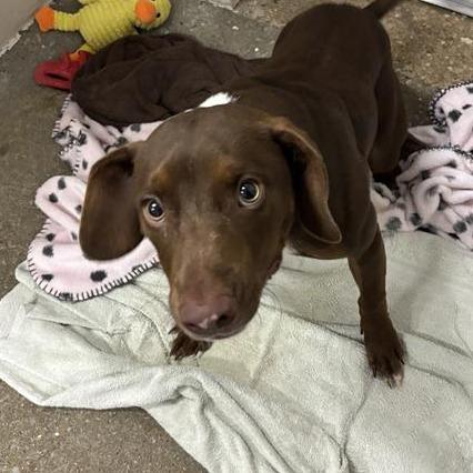 Sloth, Adoptable, Young Male Mixed Breed.