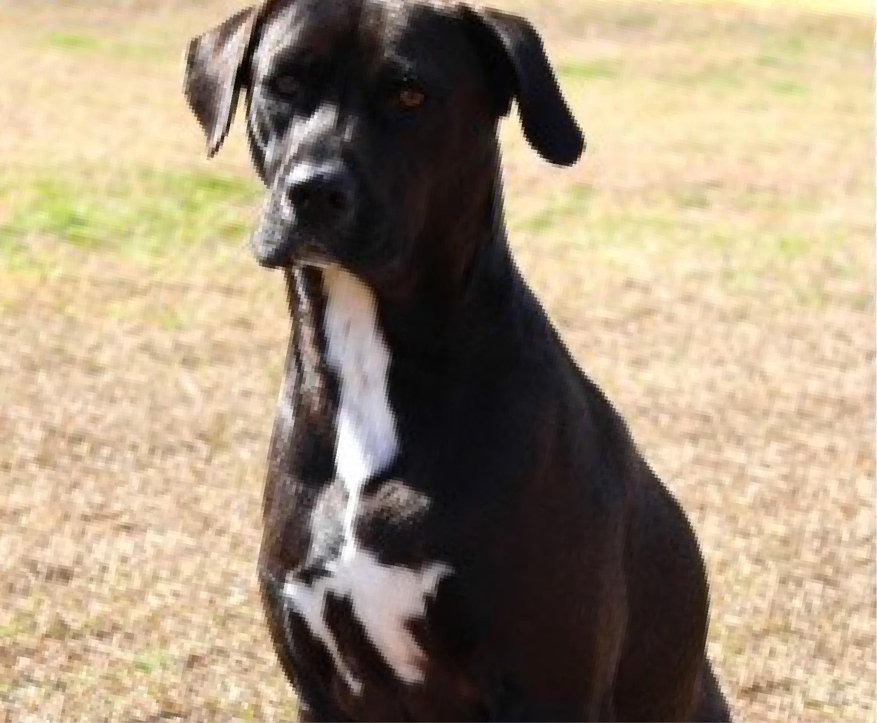 Blaze, Adoptable, Adult Male Labrador Retriever & Boxer.