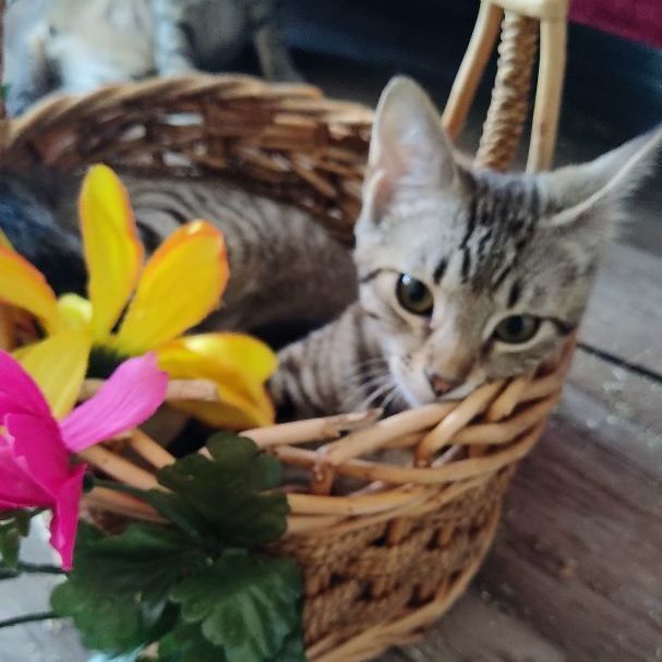 Pari, an adoptable American Shorthair in Dallas, TX, 75287 | Photo Image 3