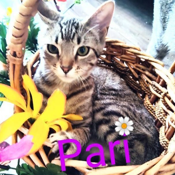 Pari, an adoptable American Shorthair in Dallas, TX, 75287 | Photo Image 1