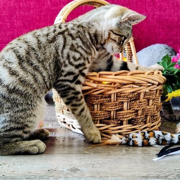 Pari, an adoptable American Shorthair in Dallas, TX, 75287 | Photo Image 4