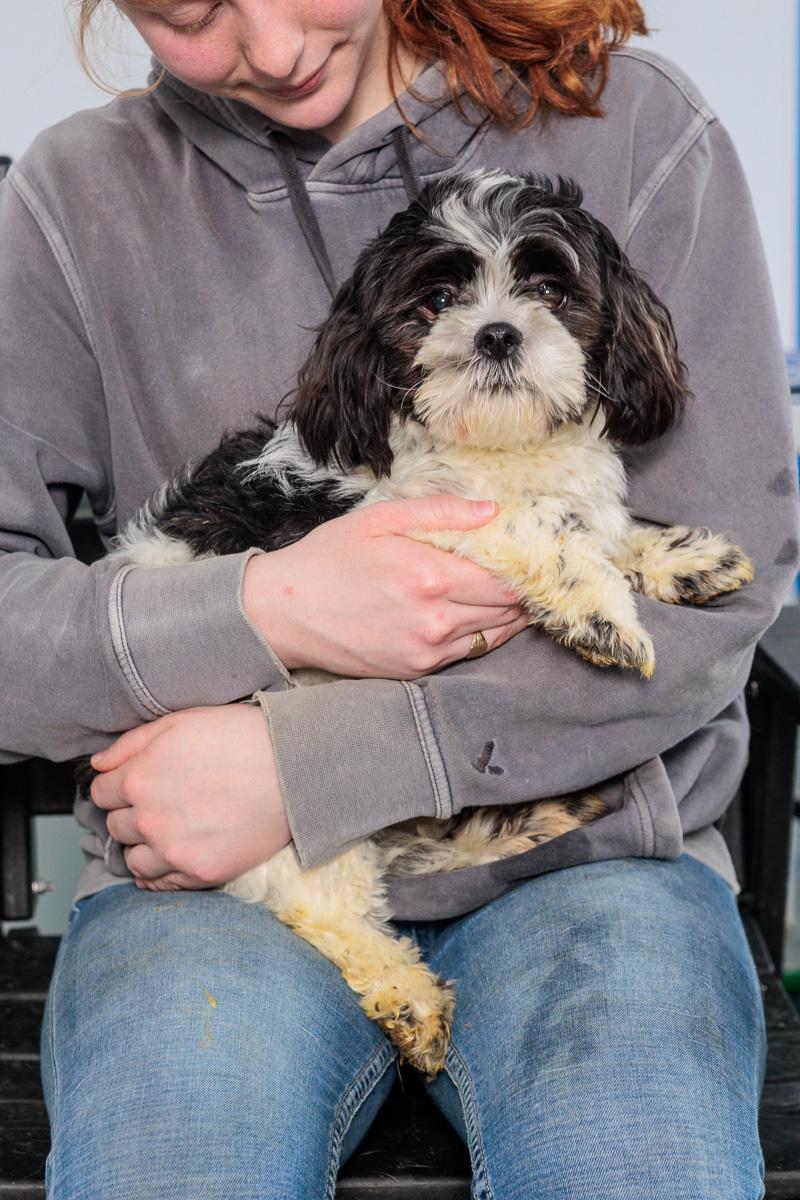 Enlarge Poughkeepsie, a ADOPTABLE Shih Tzu in Chester Springs, PA image 1/1