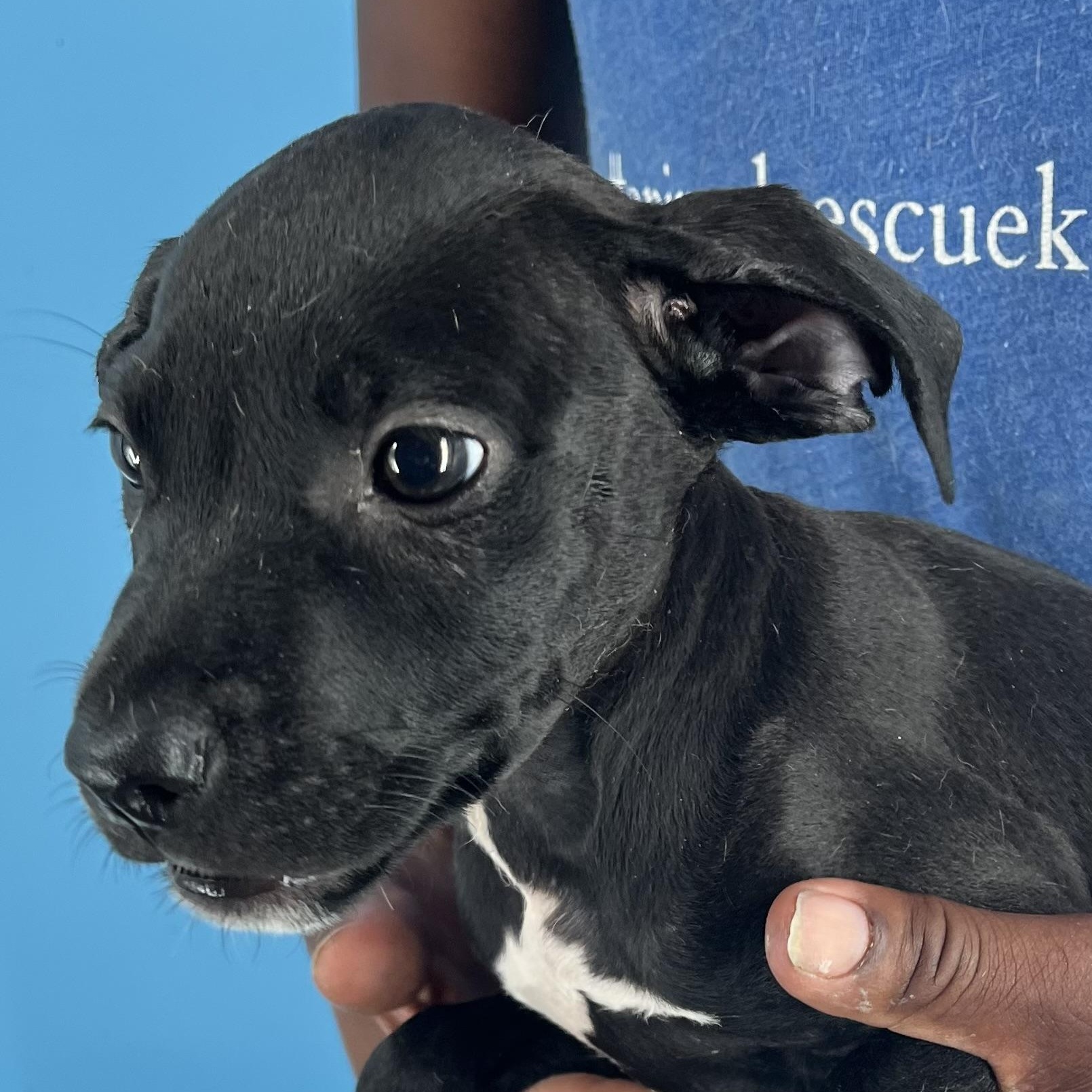 Ibby - Local Sept 26-28