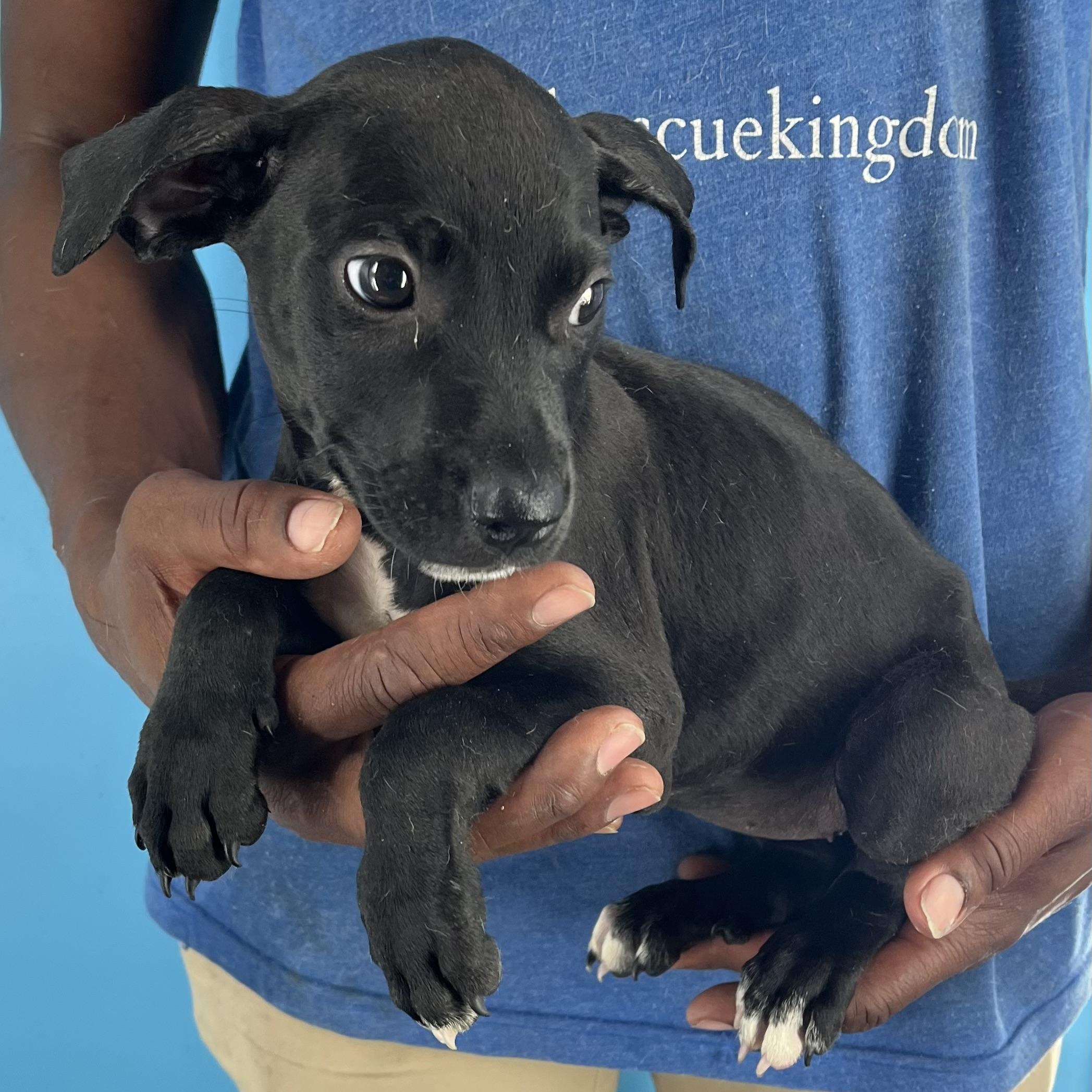 Ibby - Local Sept 26-28