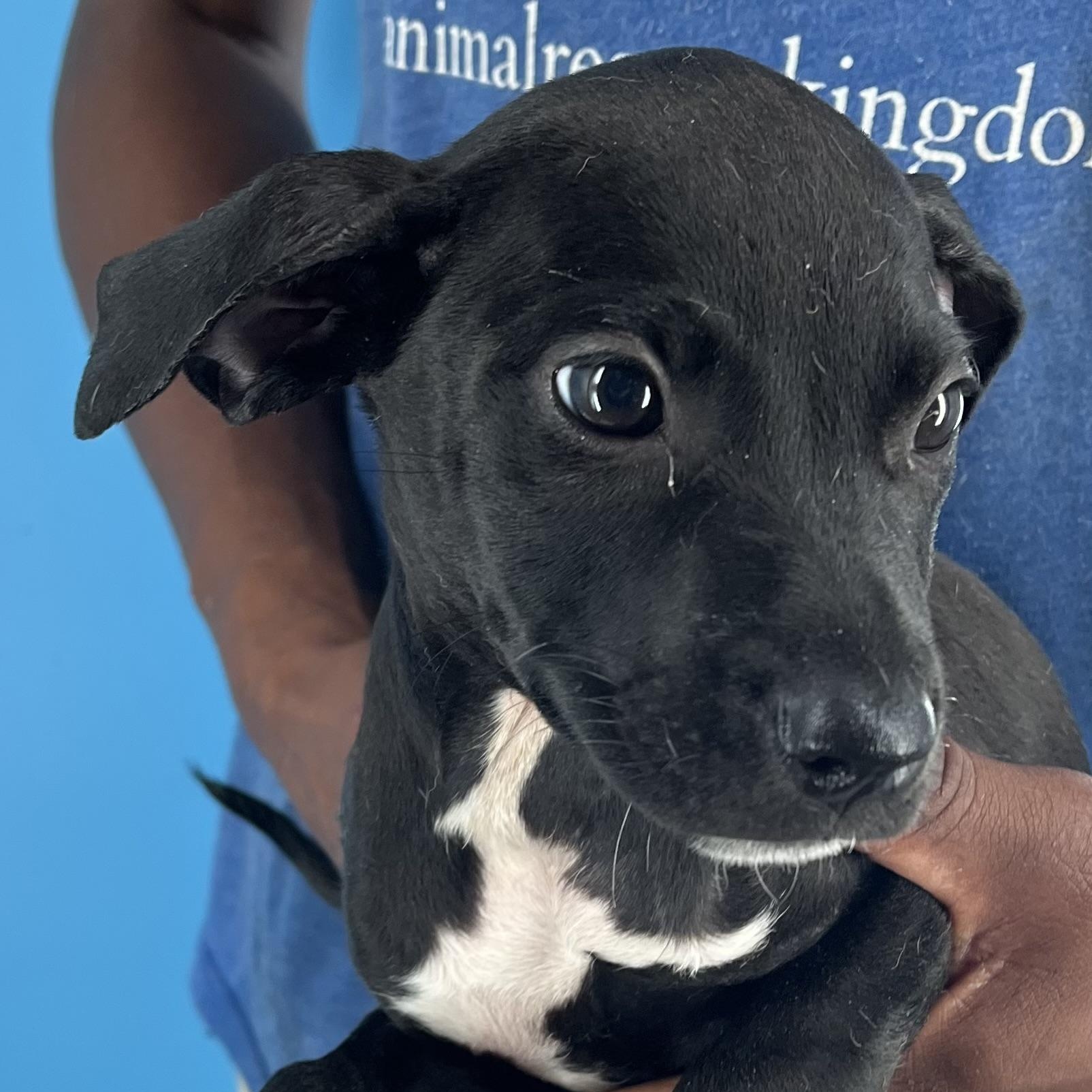 Ibby - Local Sept 26-28