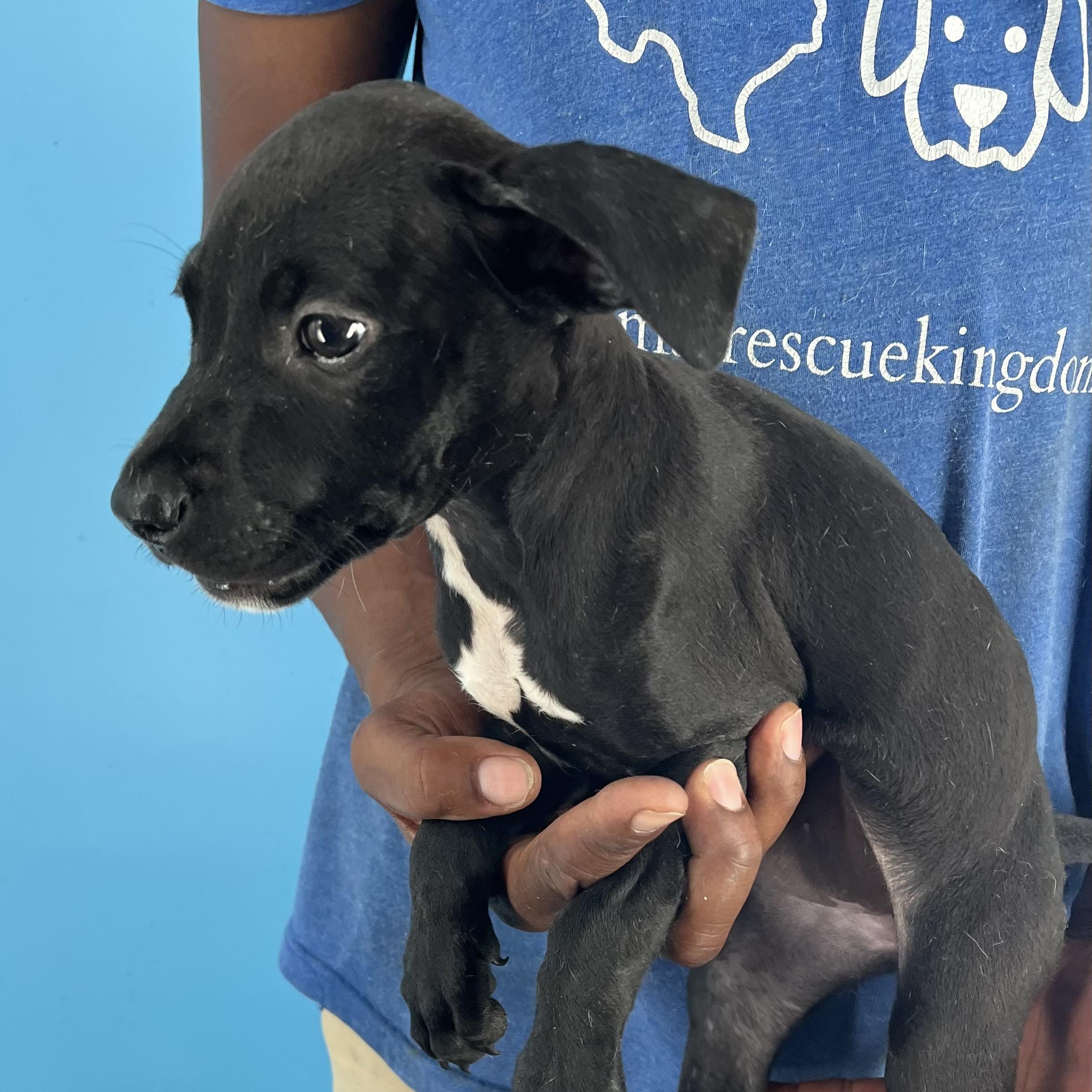 Ibby - Local Sept 26-28