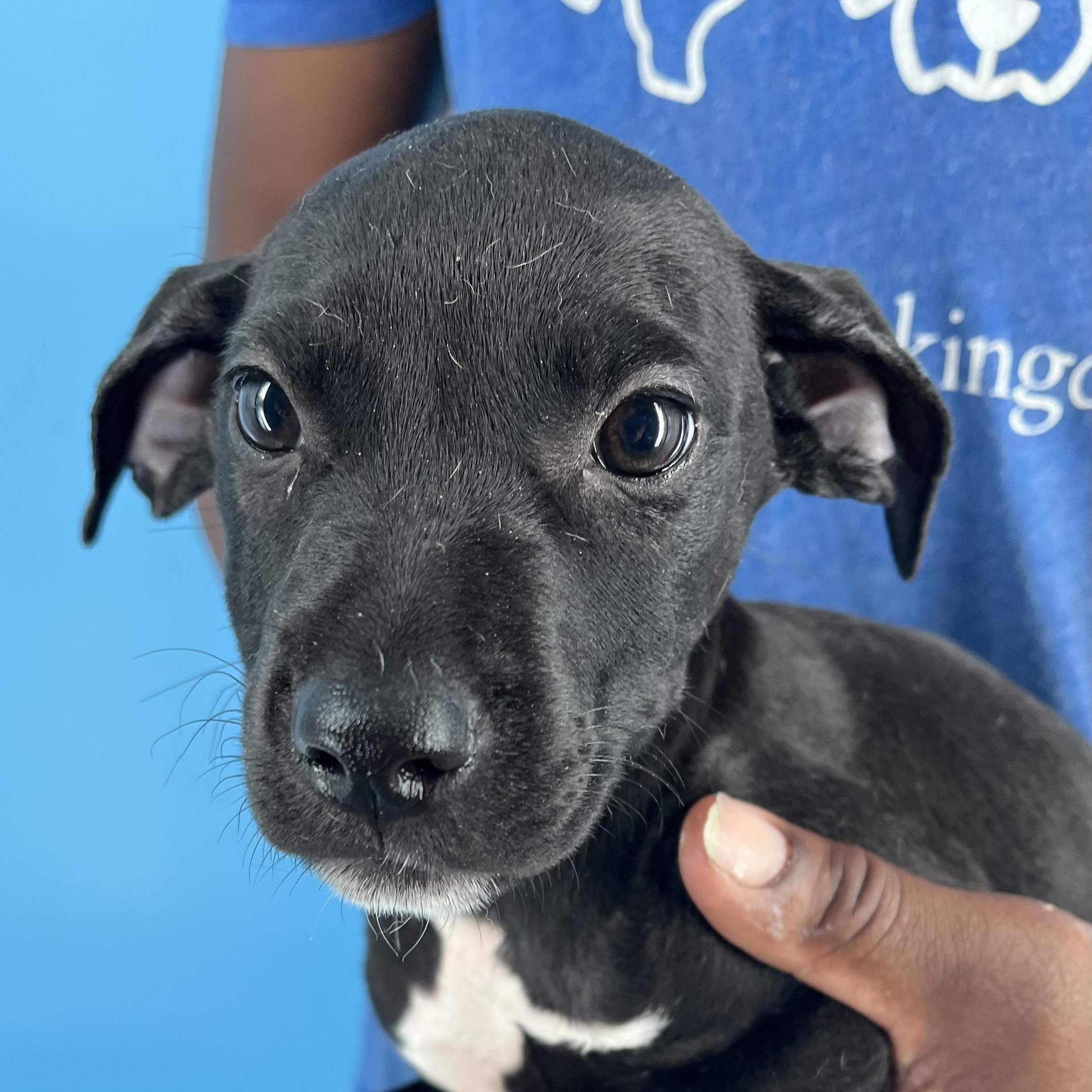 Ibby - Local Sept 26-28