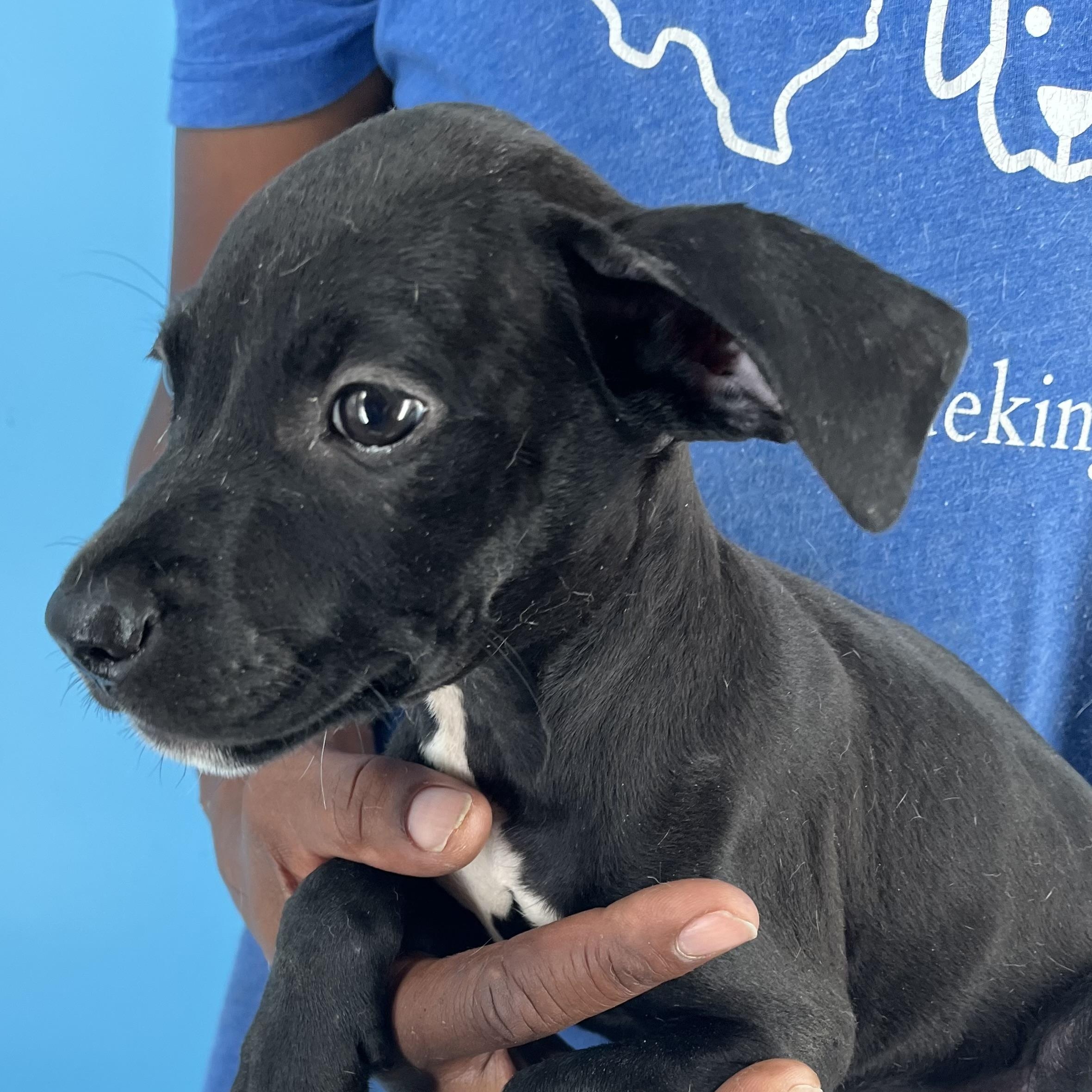 Ibby - Local Sept 26-28