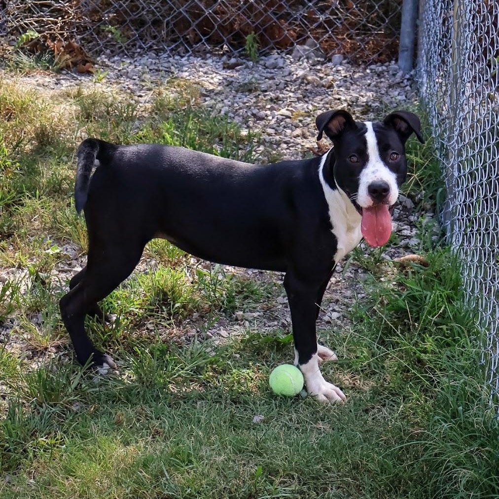 Enlarge Chloe, an adoptable Pit Bull Terrier in Hollister, MO image 4/6