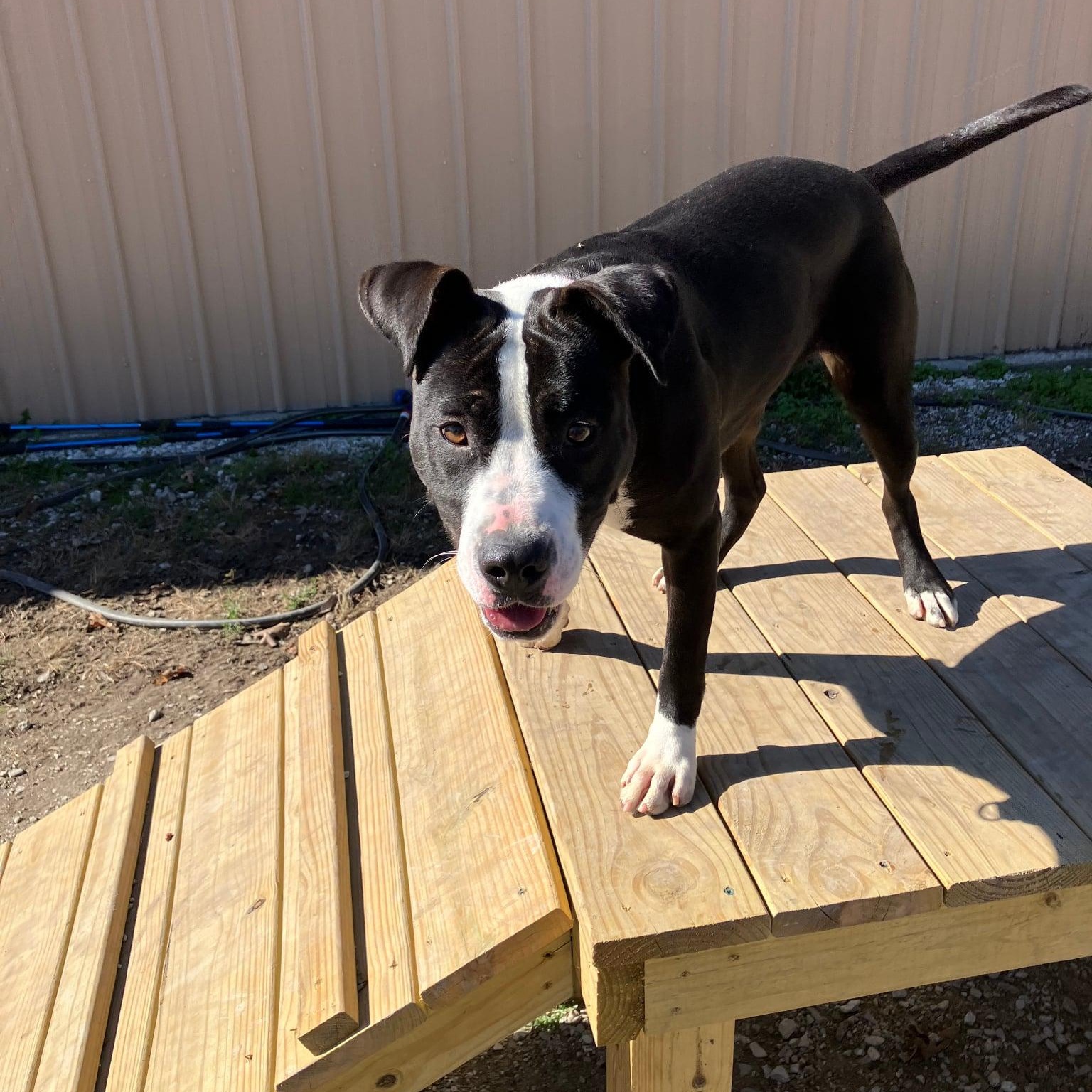 Enlarge Chloe, an adoptable Pit Bull Terrier in Hollister, MO image 6/6