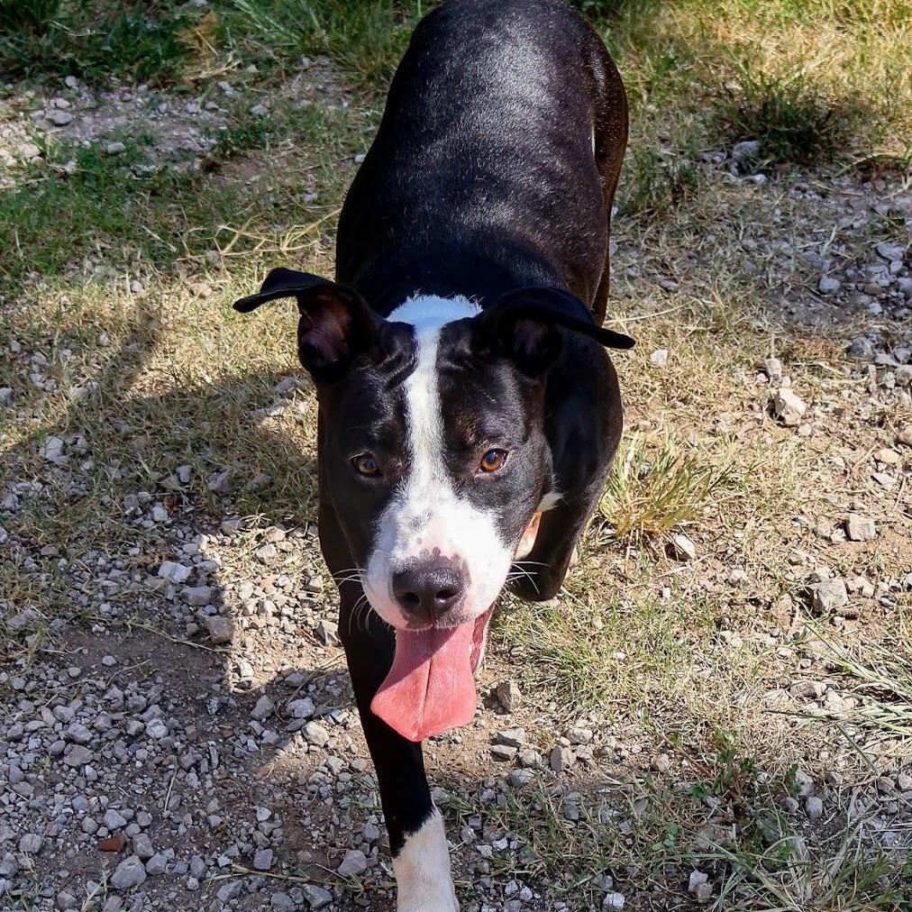 Enlarge Chloe, an adoptable Pit Bull Terrier in Hollister, MO image 5/6