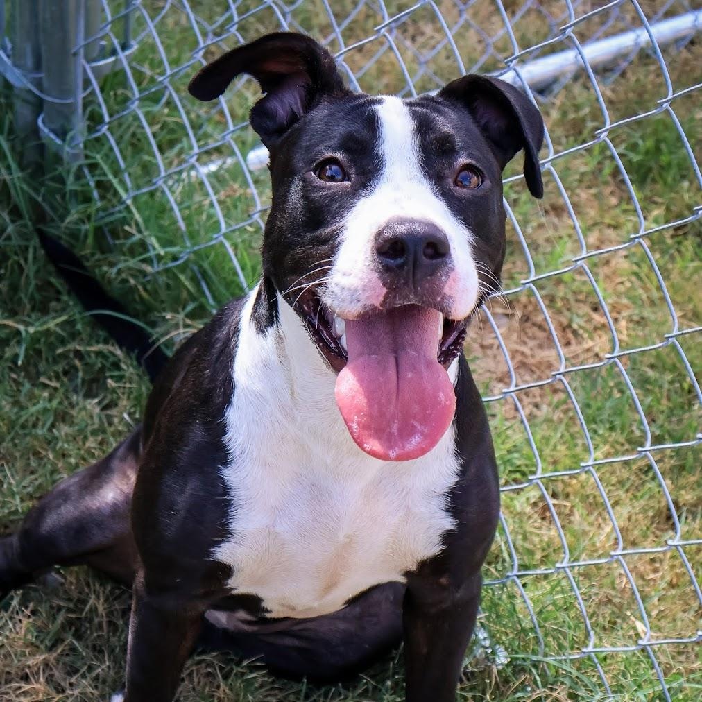Enlarge Chloe, an adoptable Pit Bull Terrier in Hollister, MO image 2/6