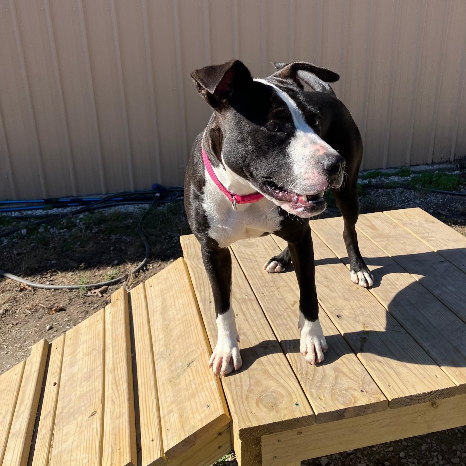 Enlarge Chloe, an adoptable Pit Bull Terrier in Hollister, MO image 1/6