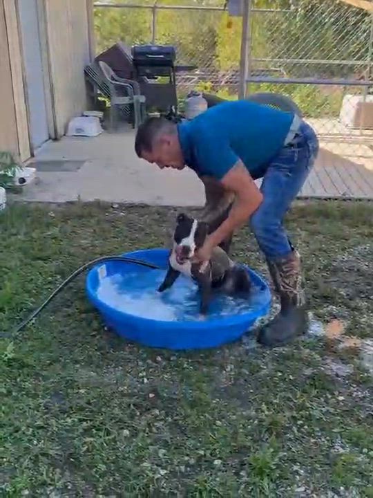 Enlarge Chloe, an adoptable Pit Bull Terrier in Hollister, MO video 3/6