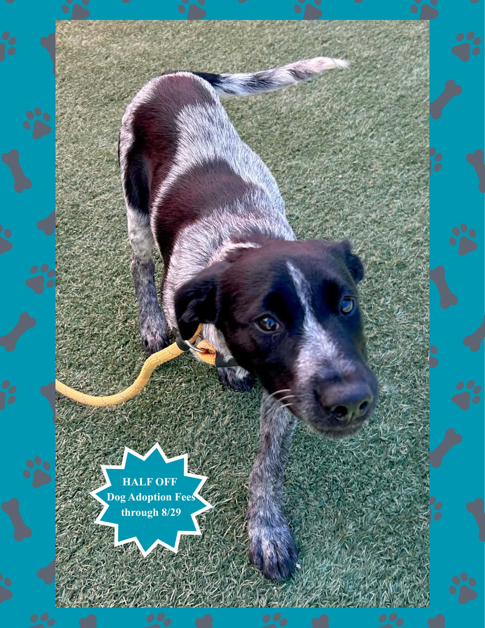 Pandora, adopted, Puppy Female German Shorthaired Pointer.