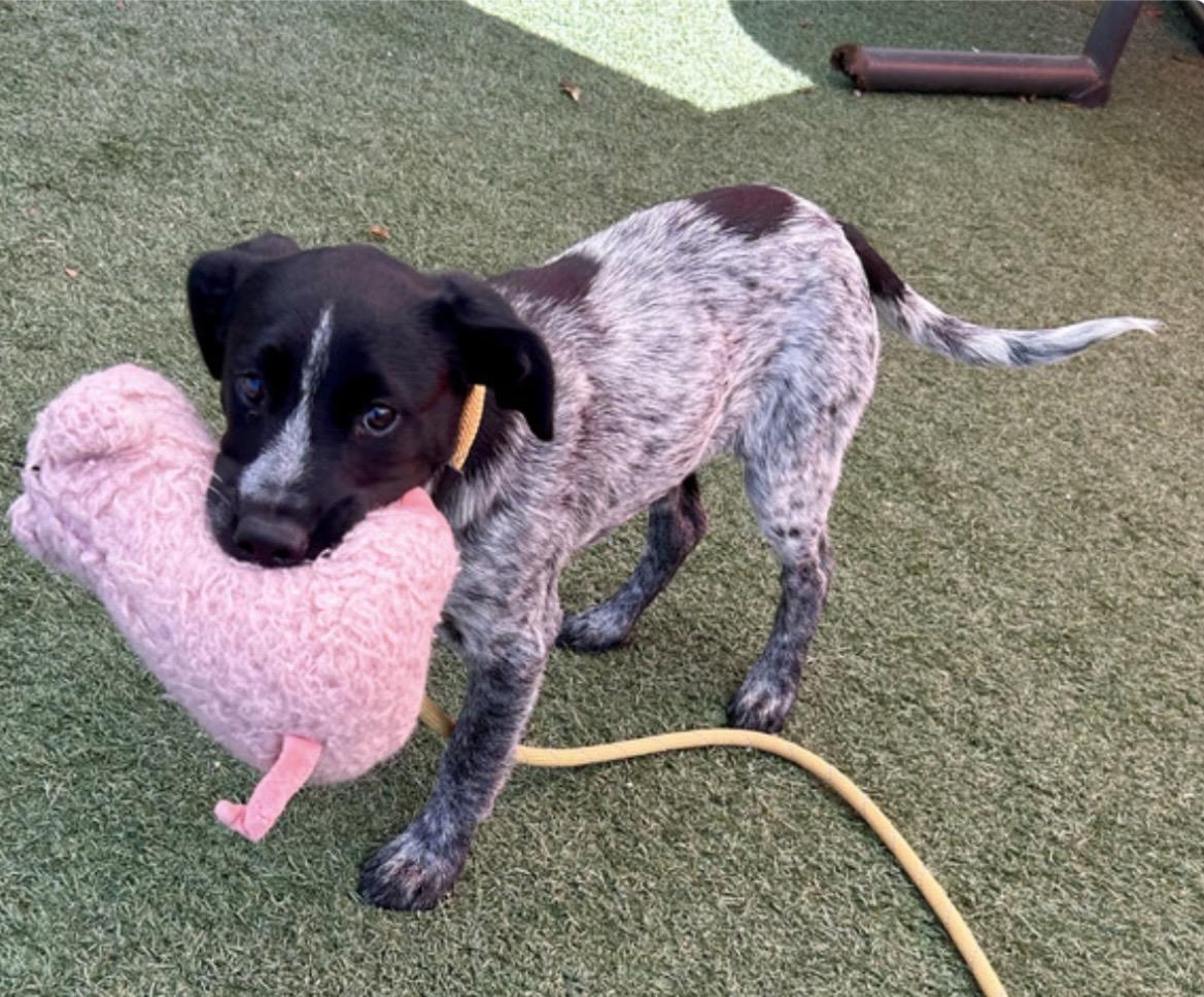 Enlarge Pandora, an adopted mixed breed in Salinas, CA image 2/2