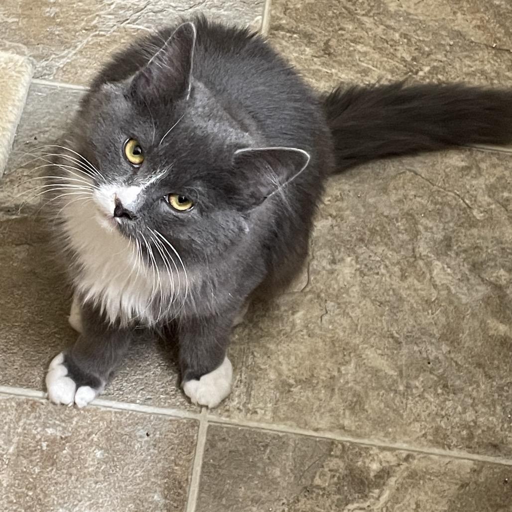 Jazz, Adoptable, Kitten Male Domestic Medium Hair.