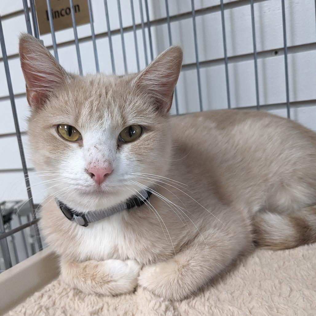 Enlarge Noel LR7, a Adoptable Domestic Short Hair in Union, MO image 1/3