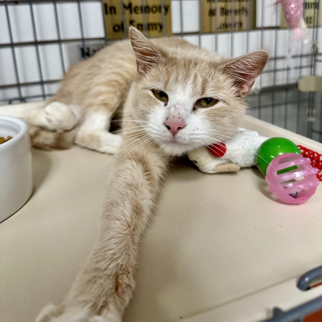 Enlarge Noel LR7, a Adoptable Domestic Short Hair in Union, MO image 2/3