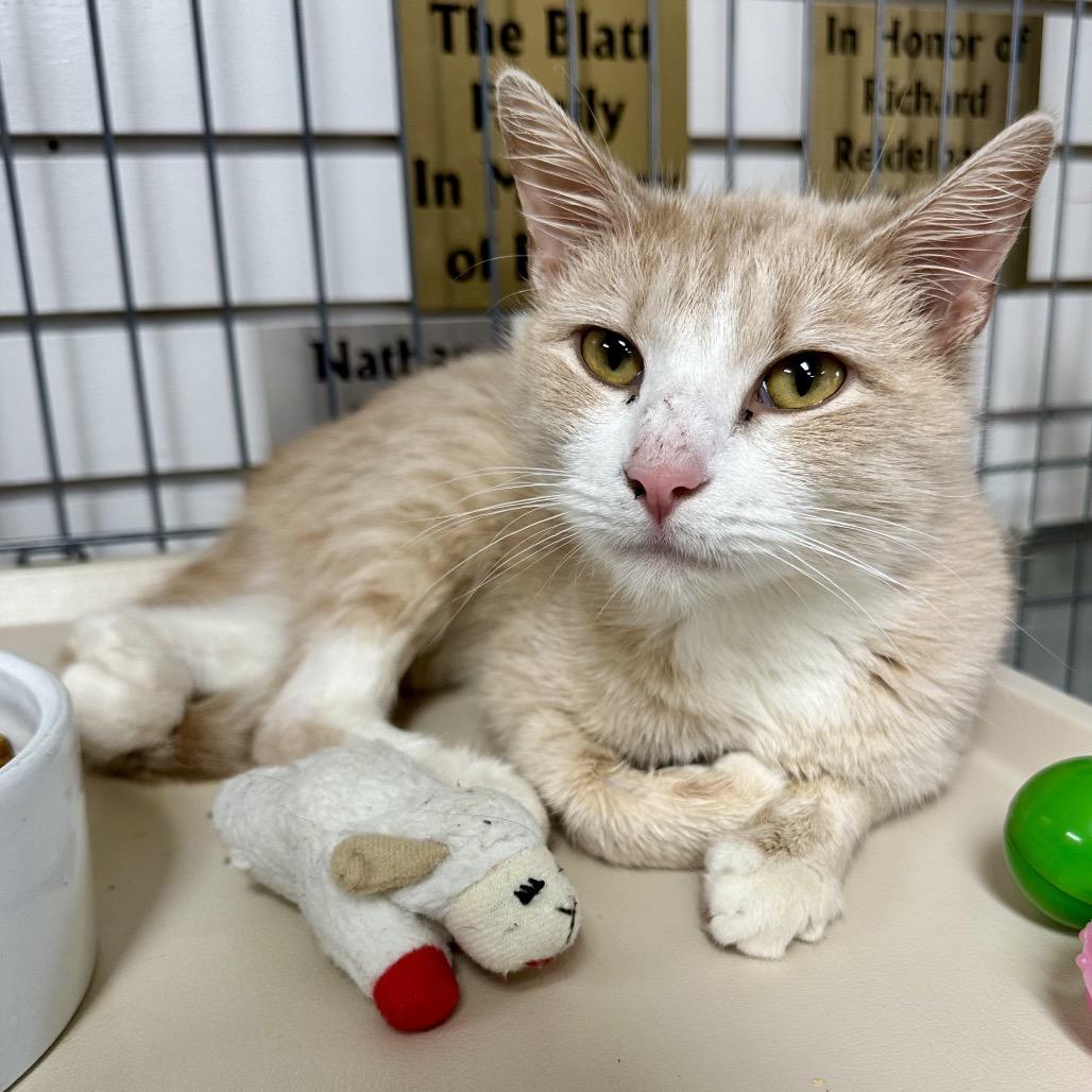 Enlarge Noel LR7, a Adoptable Domestic Short Hair in Union, MO image 3/3