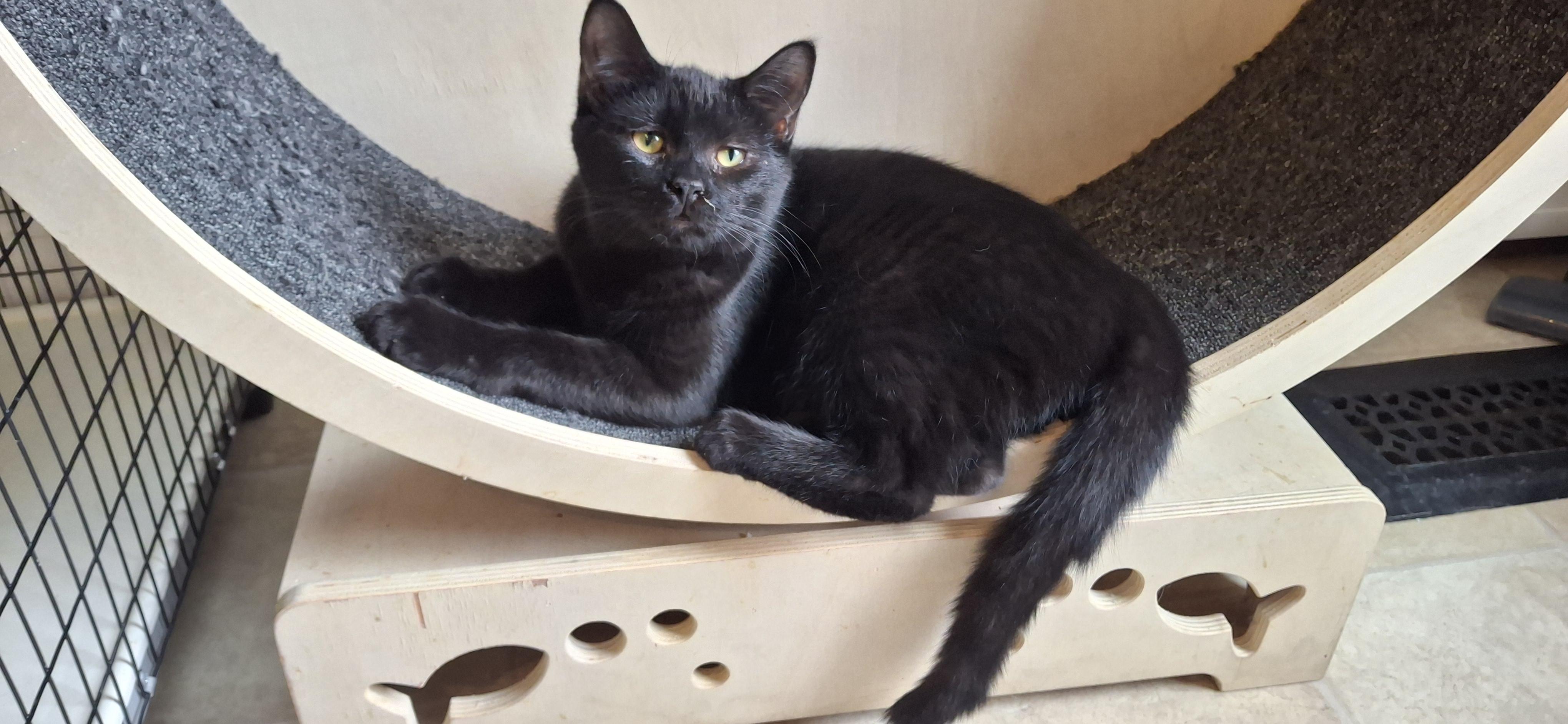 Mung, Adopted, Young Male Domestic Short Hair.