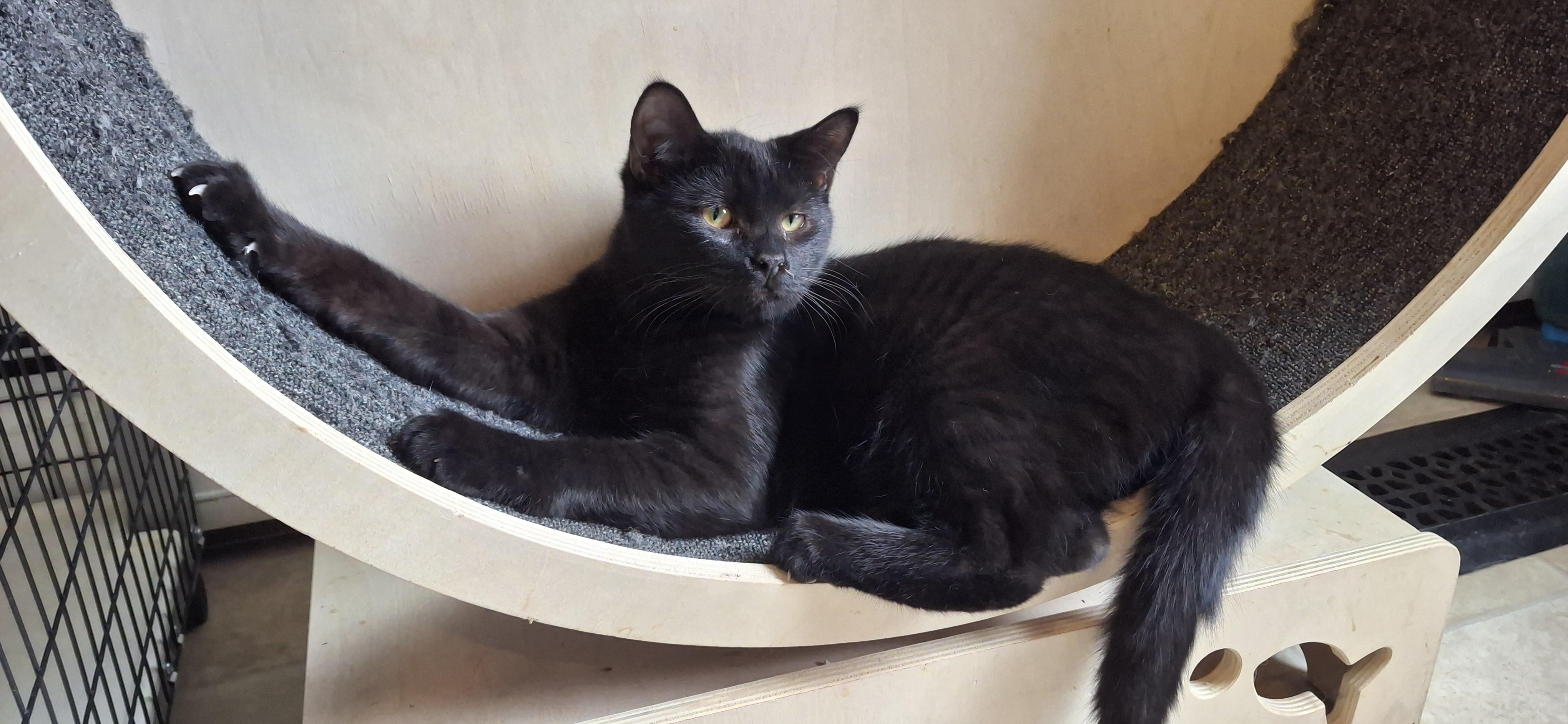 Enlarge Mung, a Adopted Domestic Short Hair in Littleton, NH image 3/6