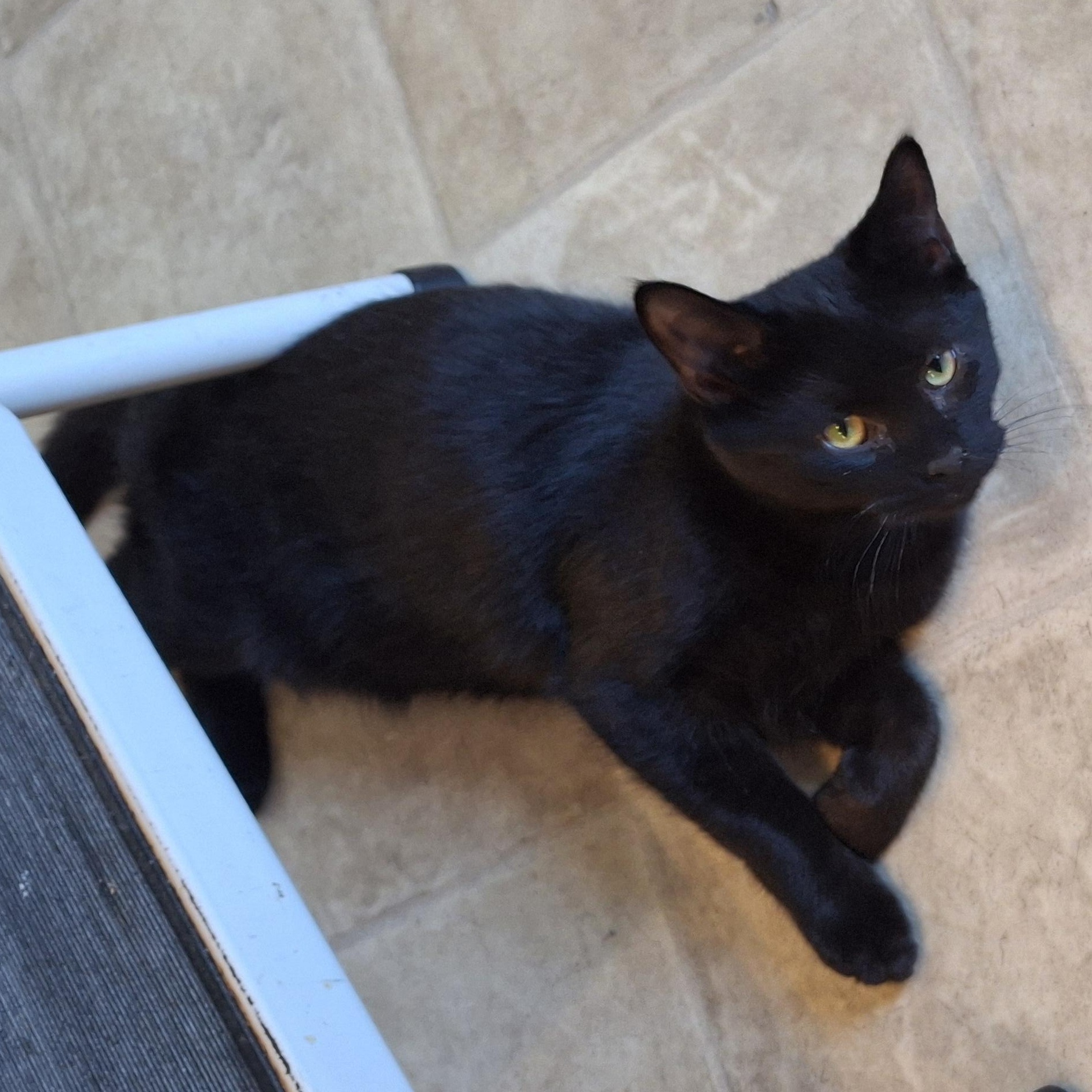 Enlarge Mung, a Adopted Domestic Short Hair in Littleton, NH image 5/6