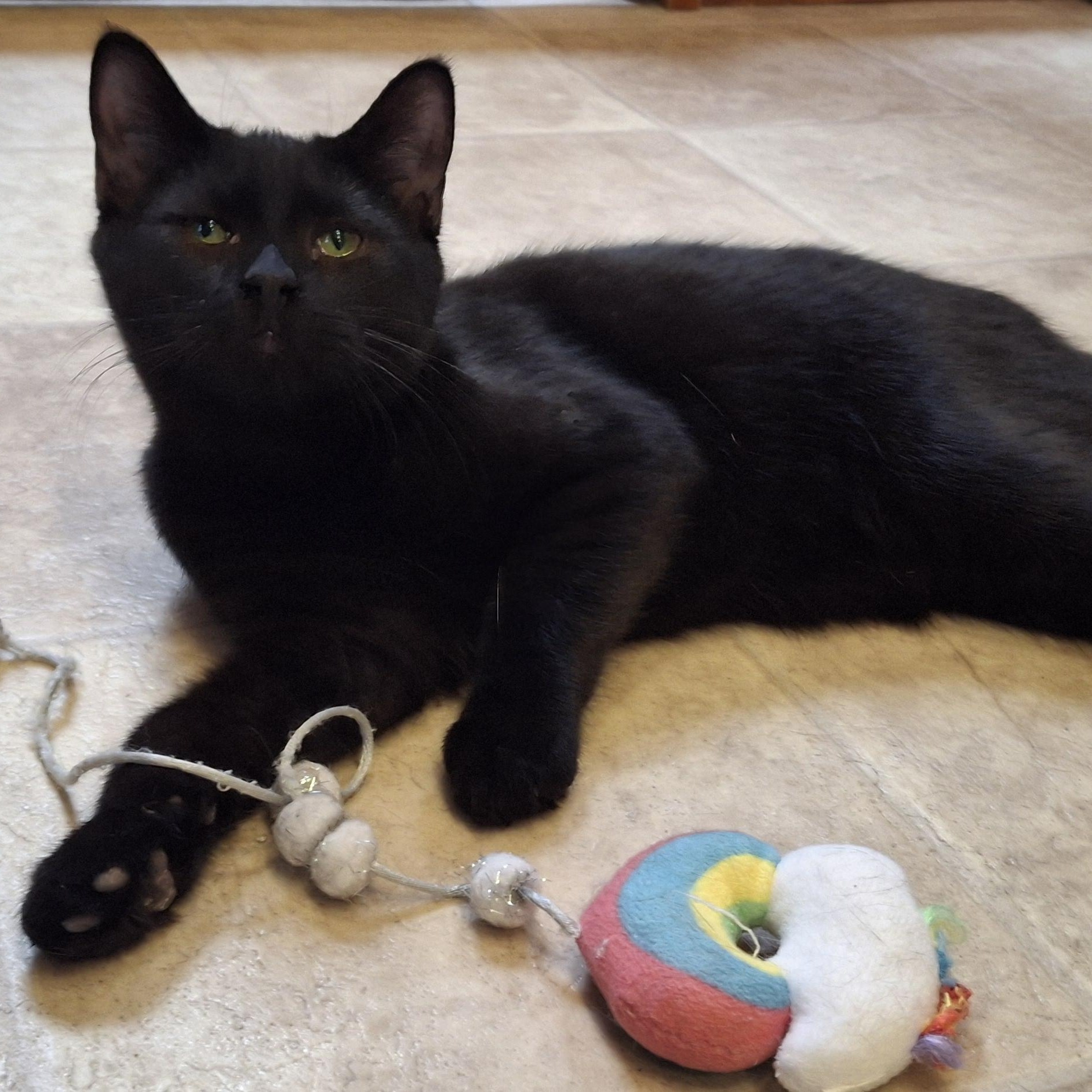 Enlarge Mung, a Adopted Domestic Short Hair in Littleton, NH image 4/6