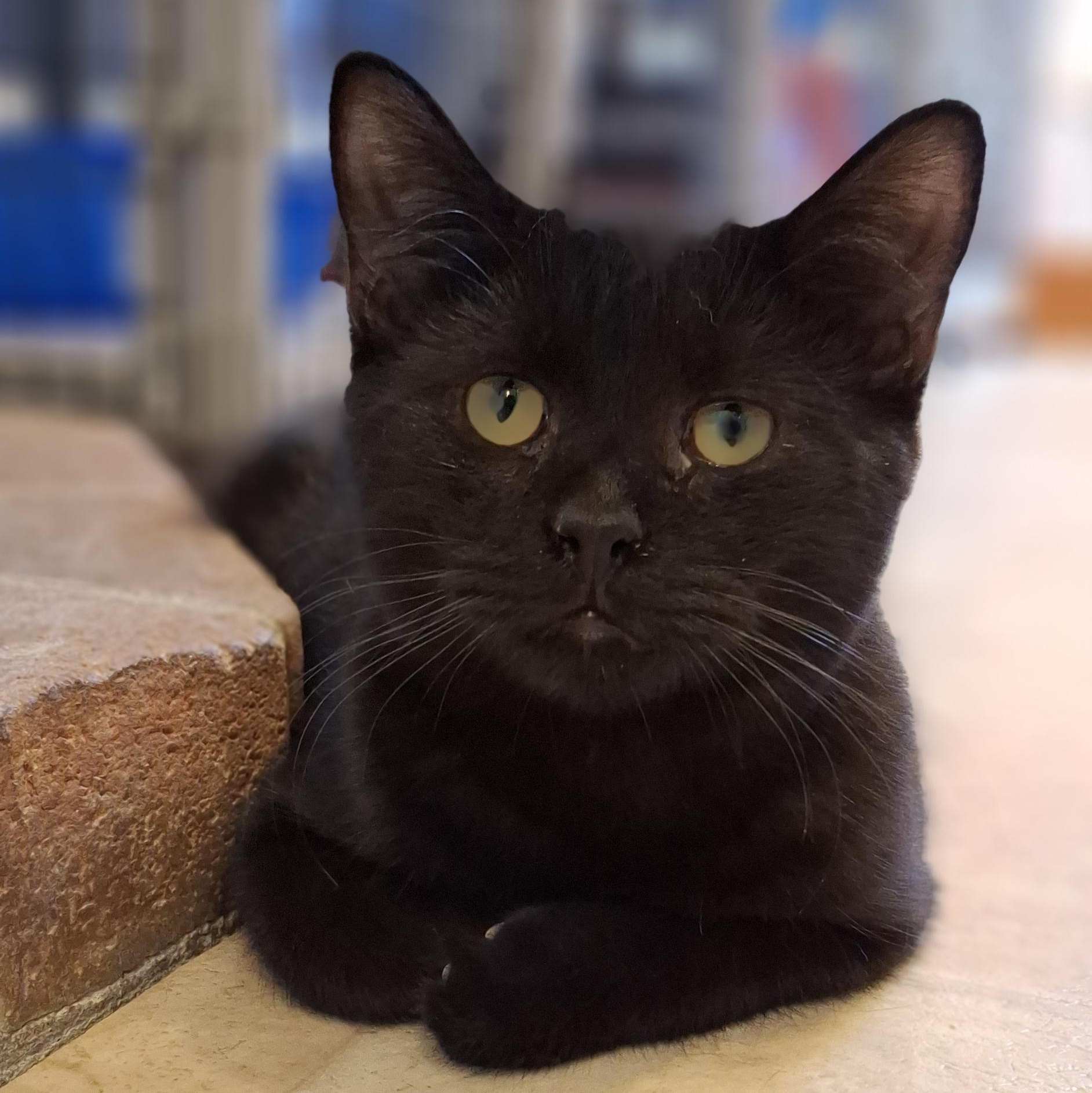 Enlarge Mung, a Adopted Domestic Short Hair in Littleton, NH image 2/6