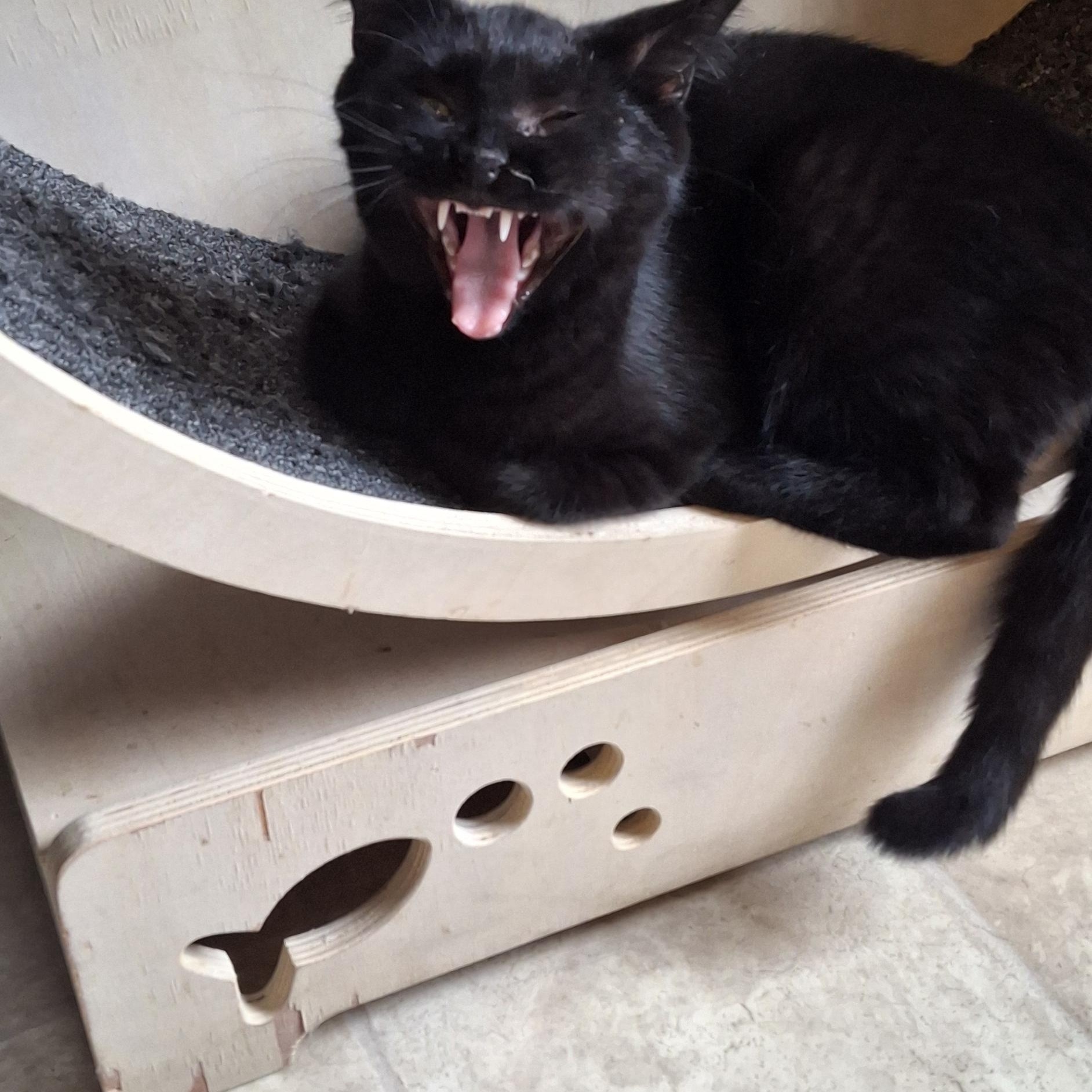 Enlarge Mung, a Adopted Domestic Short Hair in Littleton, NH image 6/6