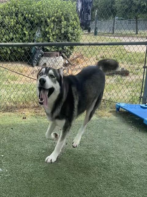 MAX, Adoptable, Young Male Siberian Husky.