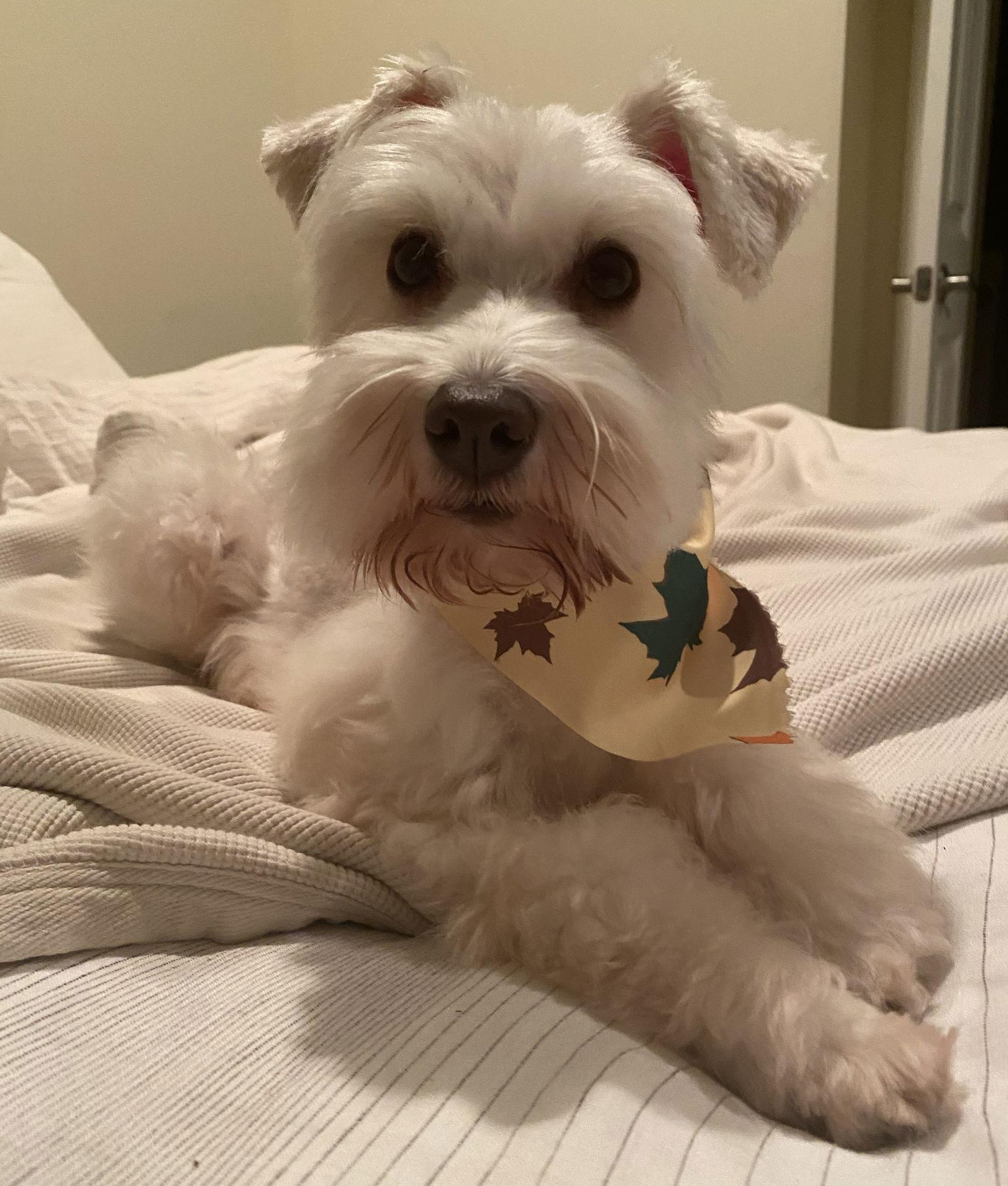 GEORGIA (SRC#3600) IN SOUTH CAROLINA, Adoptable, Young Female Schnauzer.