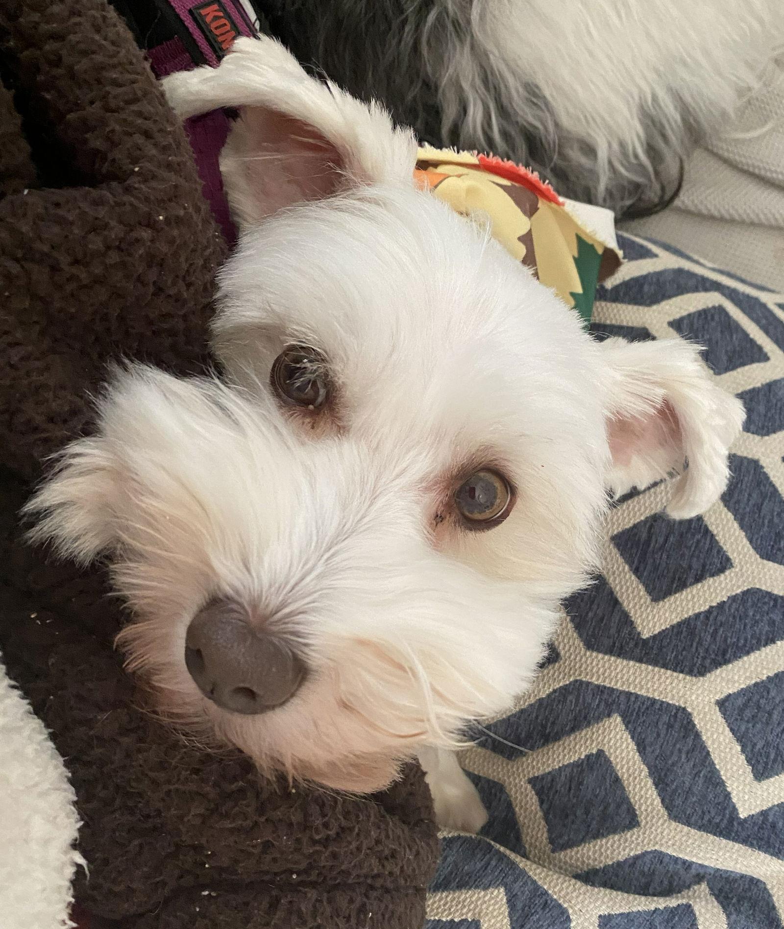 Enlarge GEORGIA (SRC#3600) IN SOUTH CAROLINA, a Adoptable Schnauzer in Lenoir, NC image 2/3