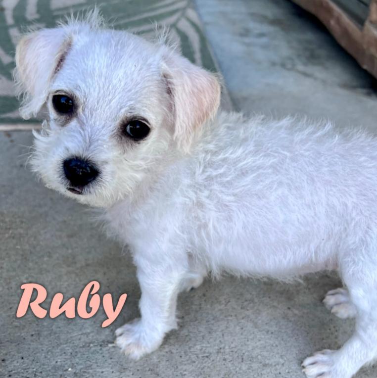Ruby, adopted, Puppy Female Chihuahua & Miniature Poodle.
