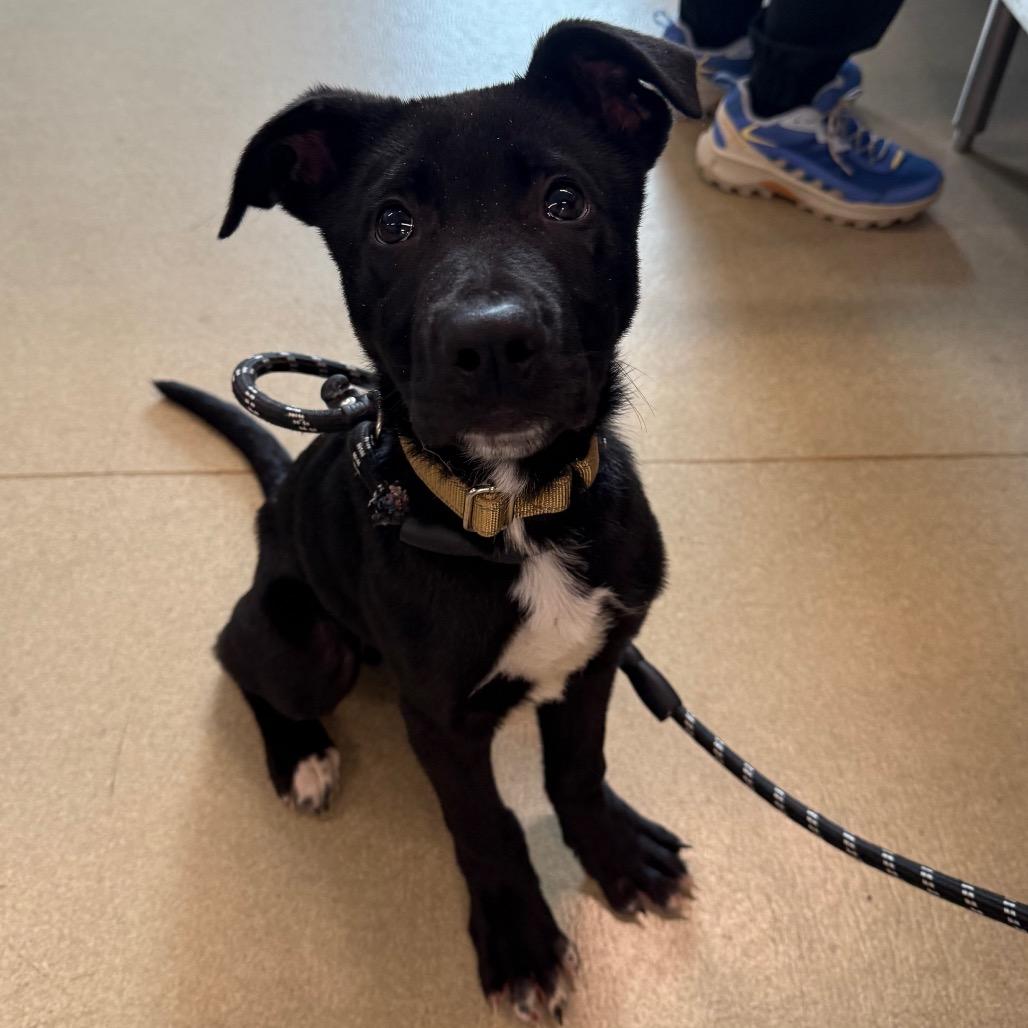 Enlarge Kane, a Adoptable mixed breed in Warwick, RI image 1/1