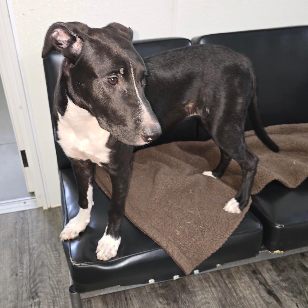 Enlarge TESS, a Adoptable Mixed Breed in Holton, KS image 1/2