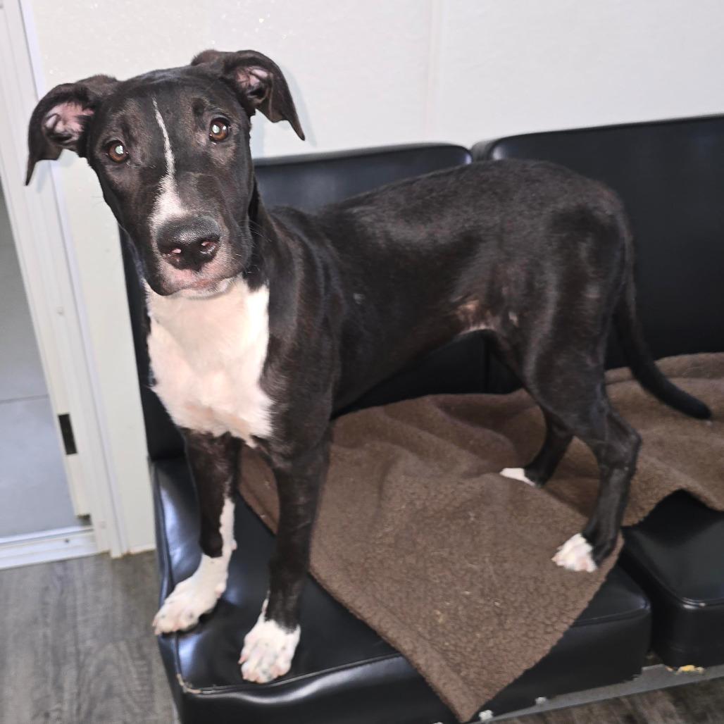 Enlarge TESS, a Adoptable Mixed Breed in Holton, KS image 2/2