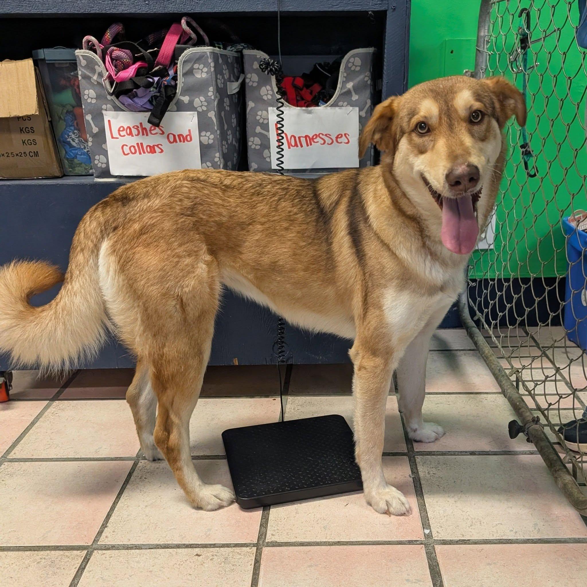 Enlarge Nola, a ADOPTABLE mixed breed in Newburgh, IN image 1/1