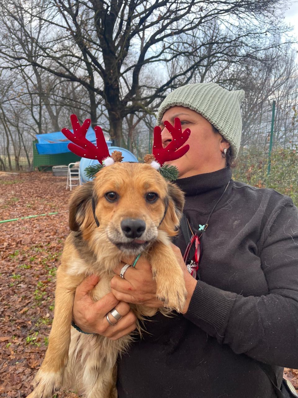 Vania, Adoptable, Puppy Male Mixed Breed.