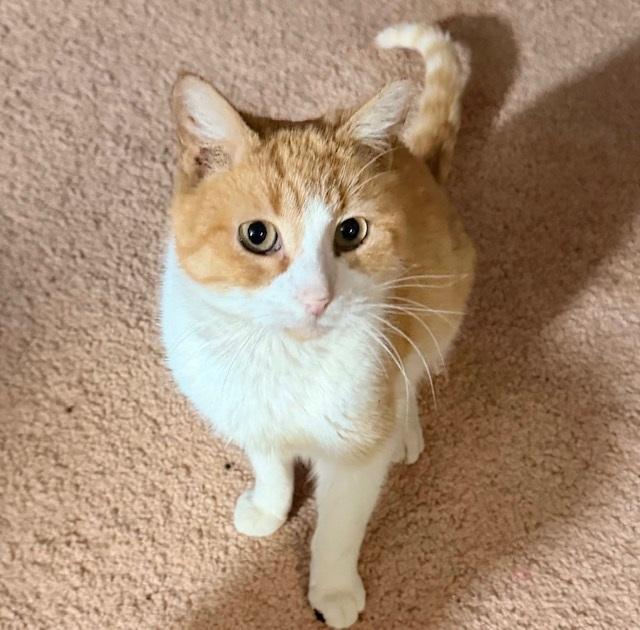 Enlarge Elliot, an adopted Tabby in Philadelphia, PA image 4/5