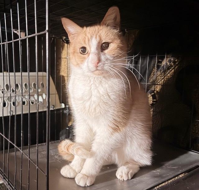 Enlarge Elliot, an adopted Tabby in Philadelphia, PA image 5/5