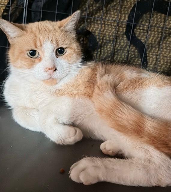 Enlarge Elliot, an adopted Tabby in Philadelphia, PA image 2/5