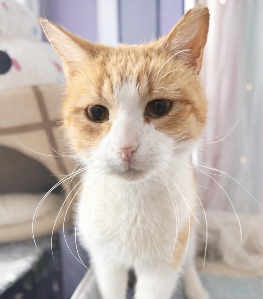 Elliot, adopted, Adult Male Tabby.