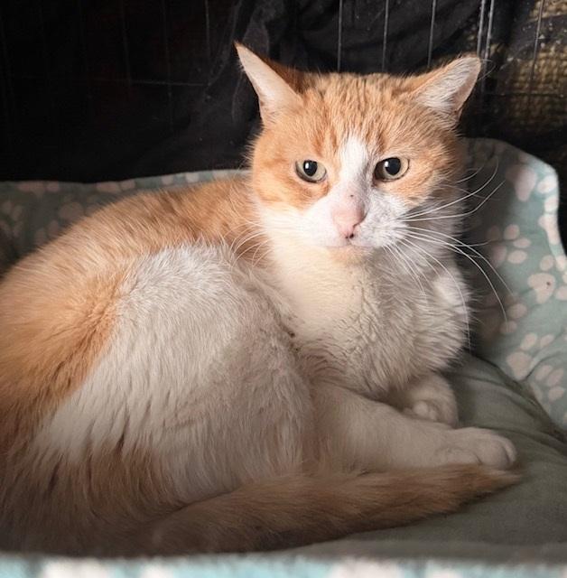 Enlarge Elliot, an adopted Tabby in Philadelphia, PA image 3/5