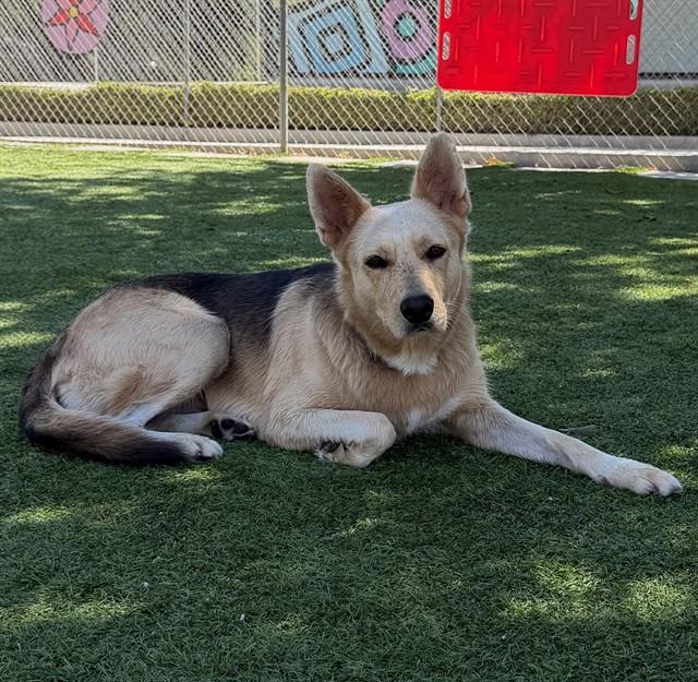 ETHEL, Adoptable, Young Female German Shepherd Dog & Mixed Breed.