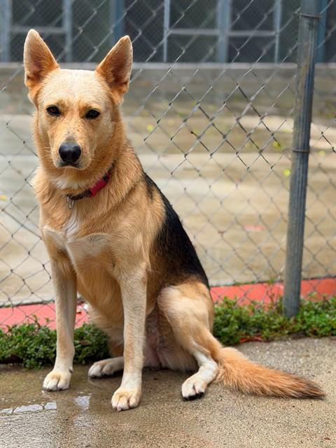 Enlarge ETHEL, a Adoptable mixed breed in Agoura, CA image 1/1