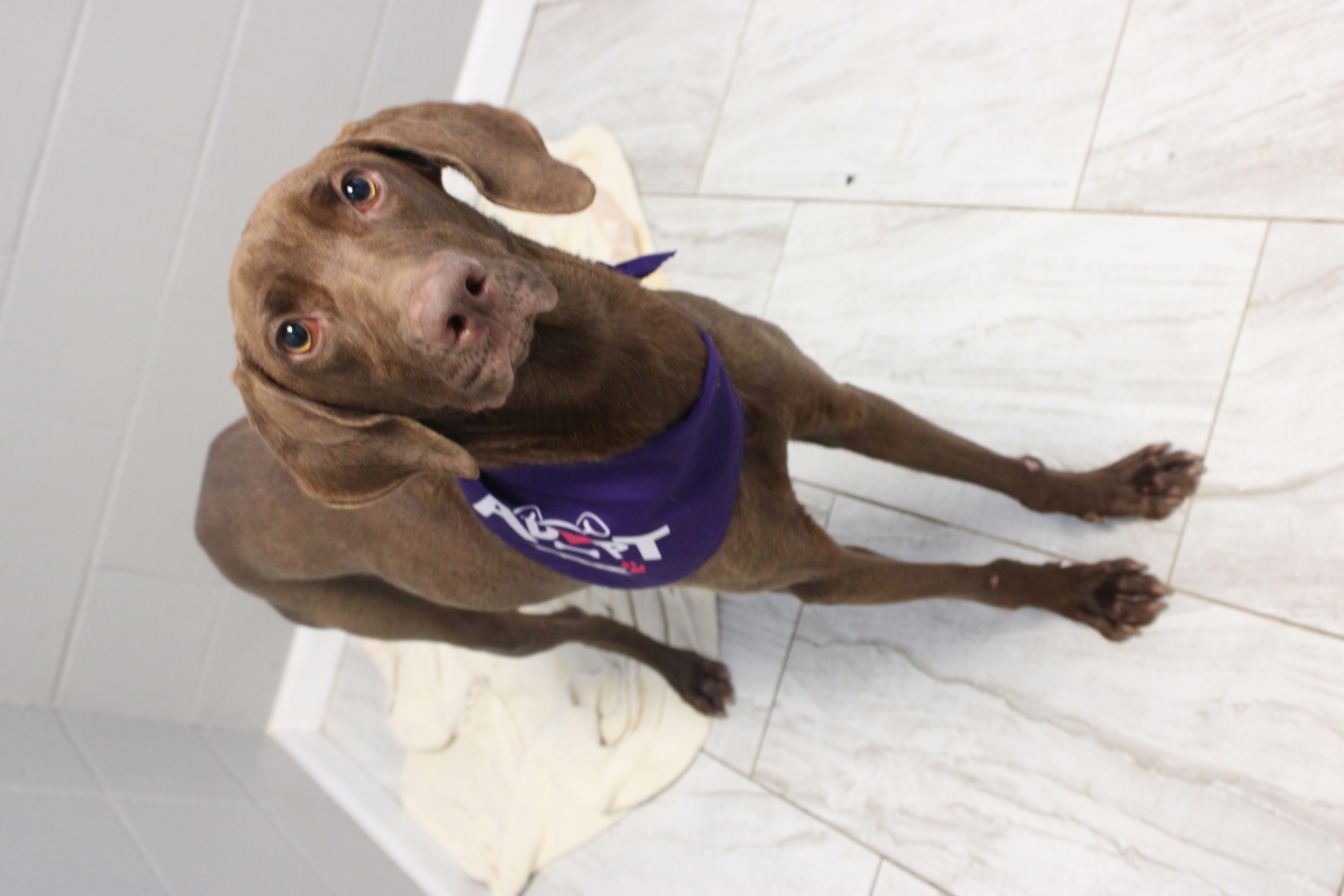 K9 (Cookie) photo 1