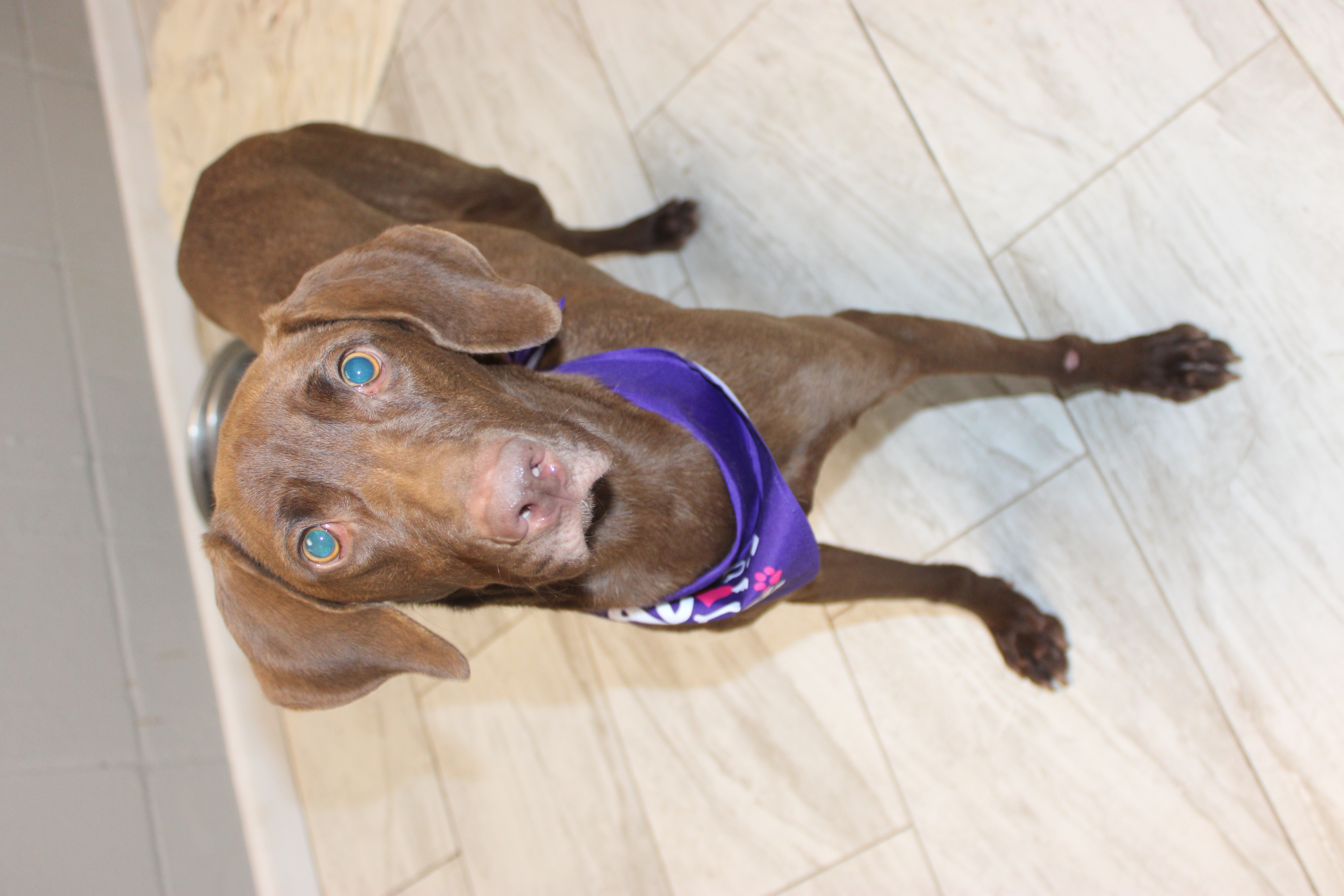 K9 (Cookie) photo 2