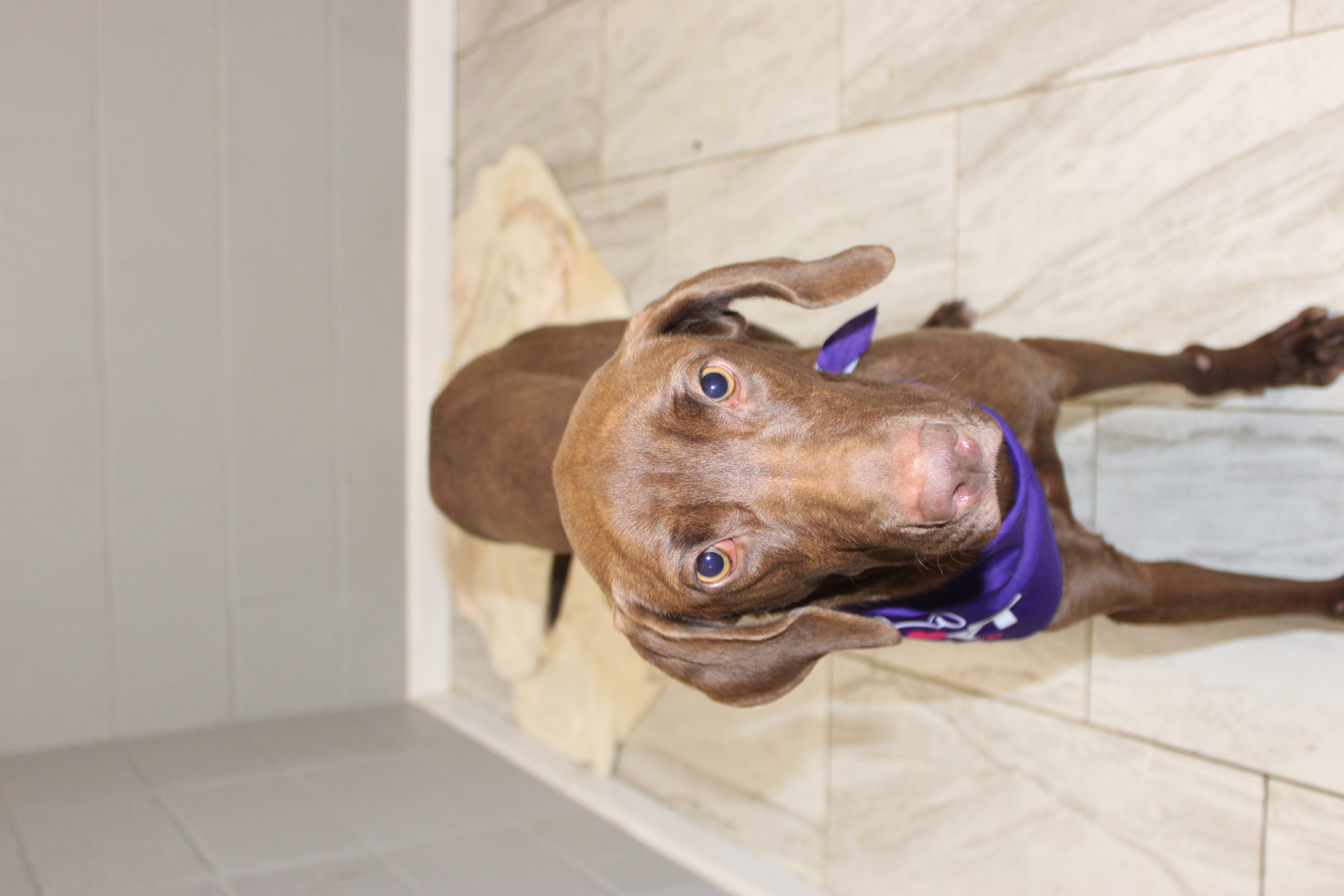 K9 (Cookie) photo 3