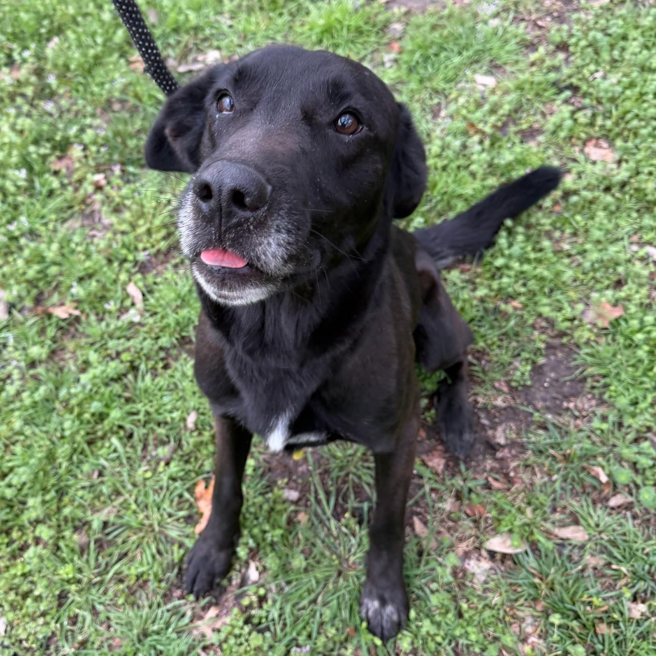 Freedom, ADOPTABLE, Adult Male Labrador Retriever.